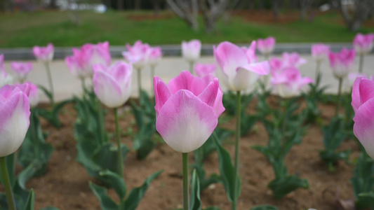 春天公园里盛开的郁金香花海自然风光视频