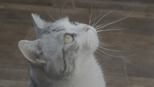 居家宠物猫咪视频