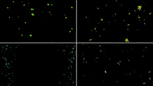 一组绿叶粒子漂浮动画12秒视频