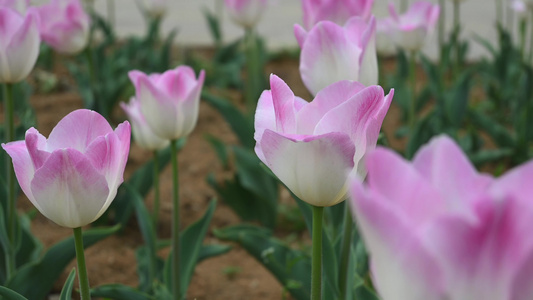 春天公园里盛开的郁金香花海自然风光视频