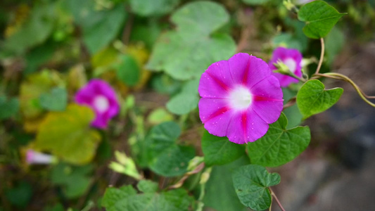 牵牛花 喇叭花 花草视频