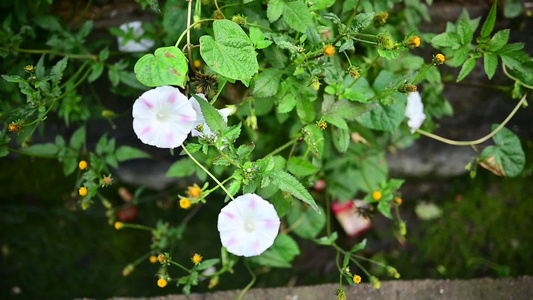 牵牛花 喇叭花 花草视频