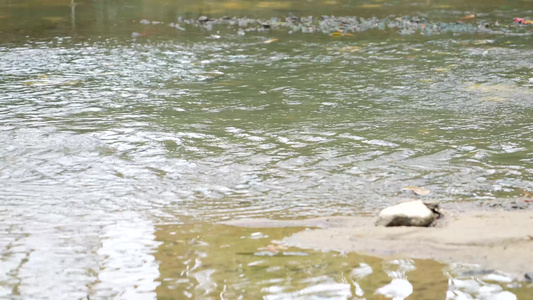 小溪流水实拍视频