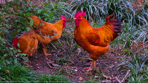 4K实拍一群鸡找食48秒视频