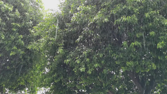 下大雨的场景视频