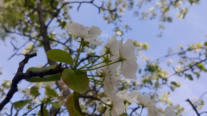 梨花树盛开67秒视频