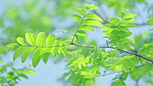 4k初春嫩叶绿植植物阳光空镜头视频