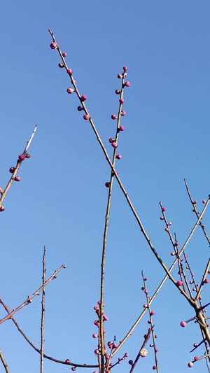 实拍花蕾大自然11秒视频