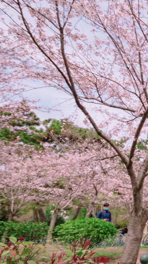 节假日看樱花游客节假日人山人海27秒视频