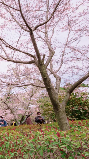 节假日看樱花游客樱花盛开27秒视频