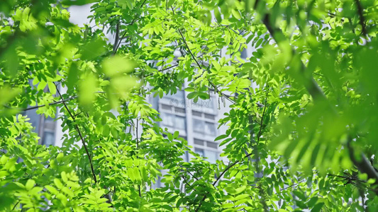 4k初春嫩叶绿植植物阳光空镜头视频