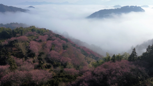 皖南黄山歙县卖花渔村梅花云海日出风光航拍合集视频