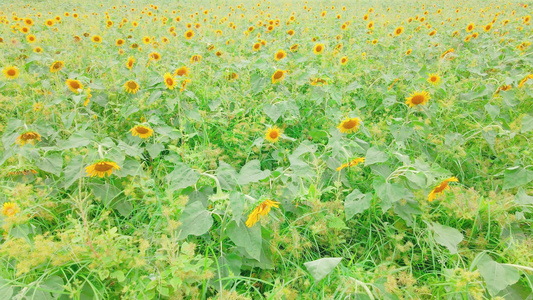 夏季向日葵花海[大波斯菊]视频