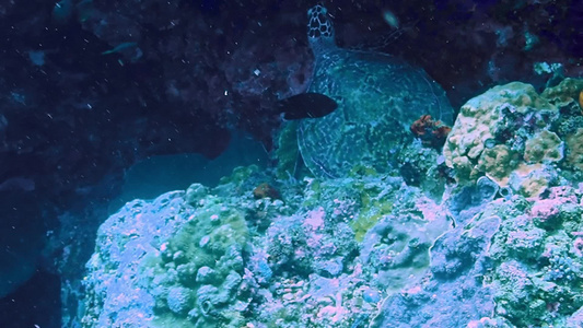 海底世界珊瑚礁视频