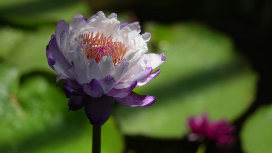 小鱼穿梭莲花池荷花池视频