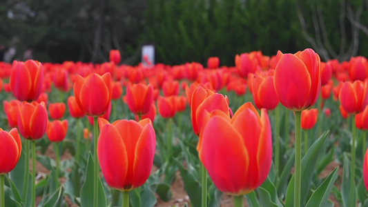 春天公园里盛开的郁金香花海慢镜头视频