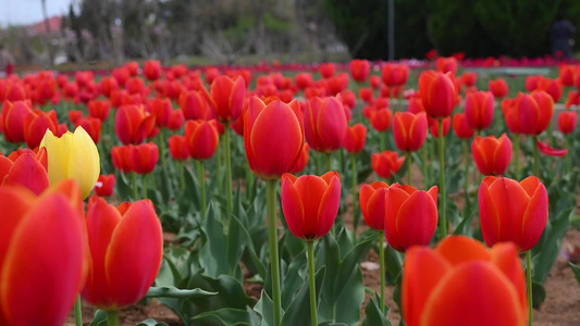 春天公园里盛开的郁金香花海慢镜头视频