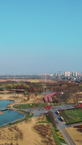辰山植物园春日樱花盛开城市风光视频
