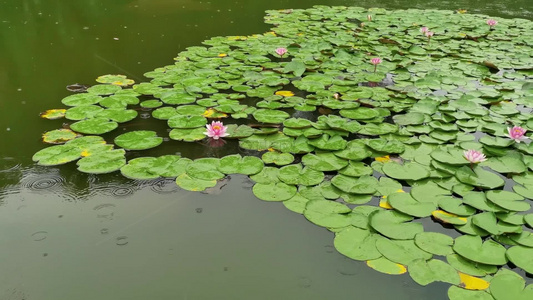 雨中池塘睡莲绿叶视频