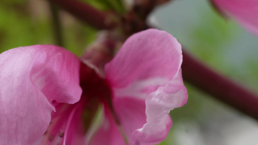 写桃花花朵花蕊花瓣春天视频