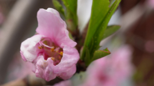 写桃花花朵花蕊花瓣春天视频