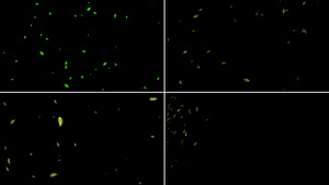 一组绿叶粒子漂浮动画12秒视频