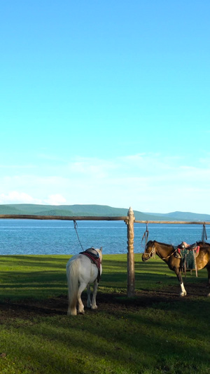 蒙古草原湖畔拴着的马合集22秒视频