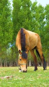实拍草坪上马匹悠闲吃草畜牧业视频
