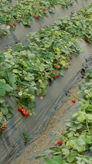 农业大棚种植水果草莓89秒视频