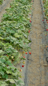 农业大棚种植水果草莓视频