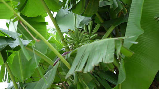 香蕉树上的香蕉实拍视频