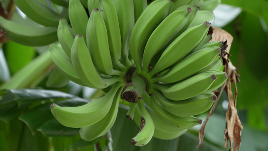 香蕉树上的香蕉实拍视频