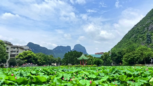 荷花池延时视频