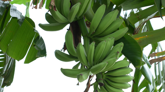 香蕉树上的香蕉实拍视频