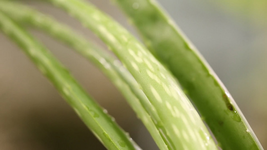 中景芦荟茎叶视频