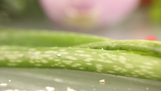 中景芦荟茎叶视频