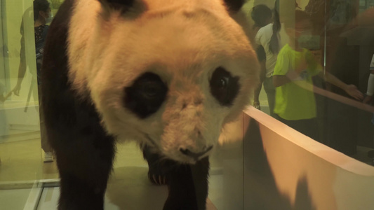 熊猫国宝四川卧龙标本视频