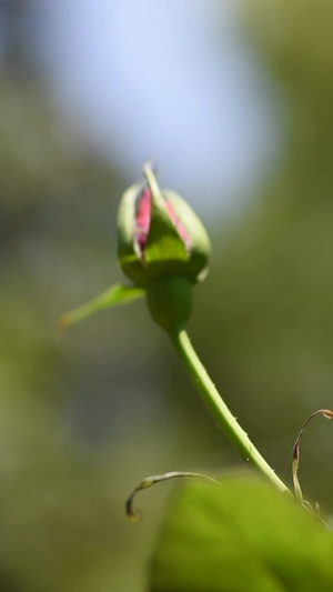 一朵含苞待放的玫瑰花升格实拍随风摇曳76秒视频