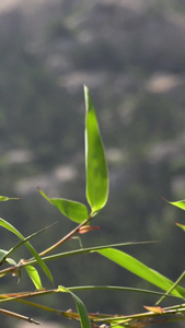 夏季的竹子及竹林合集自然风光视频