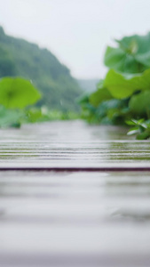 雨天荷花池塘走廊行走视频