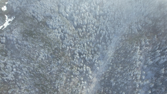 4K冬季密集森林雪景航拍视频视频