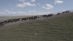 新疆之旅牧马放马航拍16秒视频