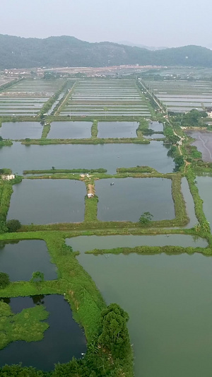 水产养殖东莞市南方特种水产研究所笋壳鱼繁殖基地98秒视频