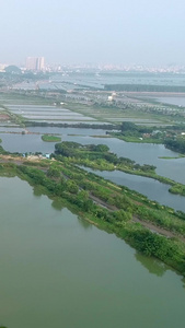 水产养殖东莞市南方特种水产研究所笋壳鱼繁殖基地视频