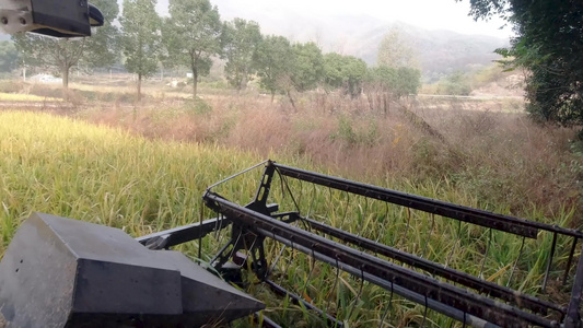 第一视角拍摄秋季水稻收割 4K视频视频