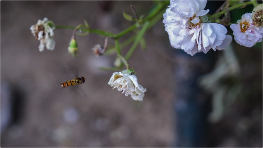 4K白花和小蜜蜂视频