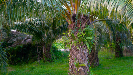 油棕棕榈油食用油植物合集4K视频