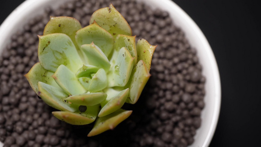 【镜头合集】代伦多肉植物盆栽绿植视频