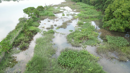 湿地航拍视频