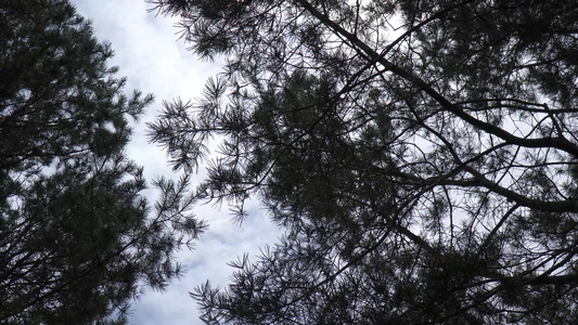 旋转的树木天空大自然植物绿叶视频